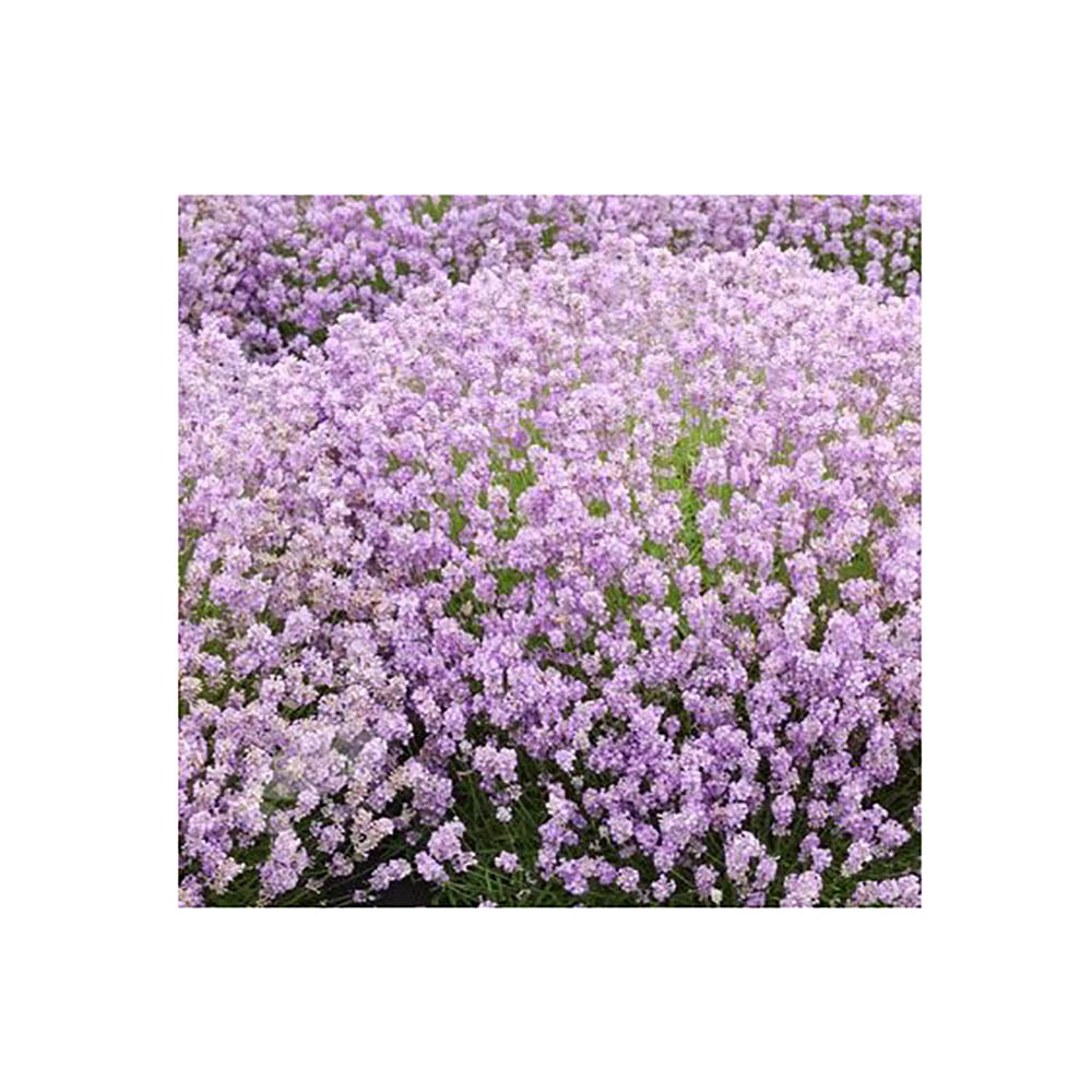 Лаванда узколистная Розеа С1.5 1шт/Lavandula angustifolia Rosea
