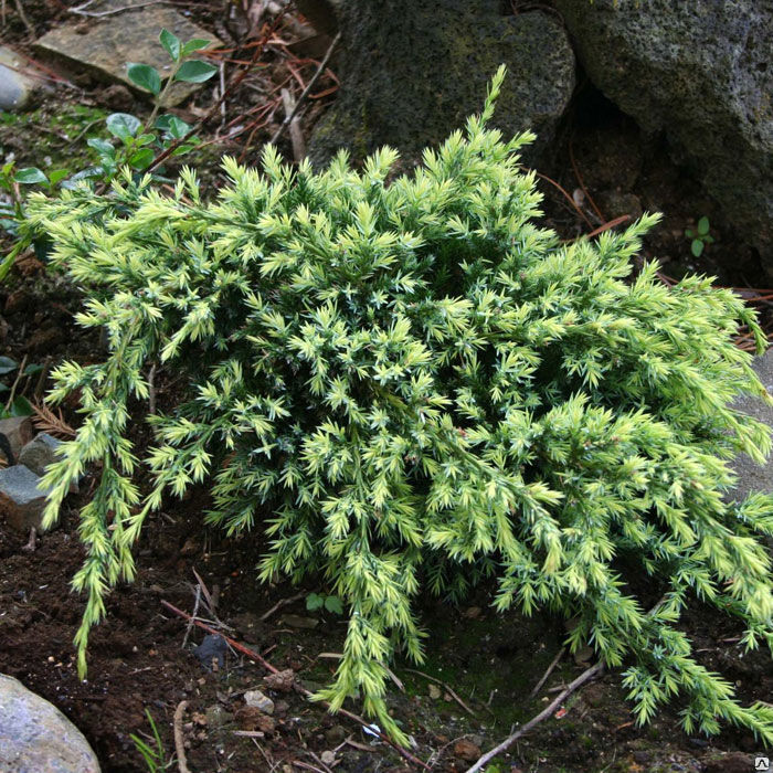 Можжевельник чешуйчатый Холгер С3 (20-30) 1шт/Juniperus squamata Holger