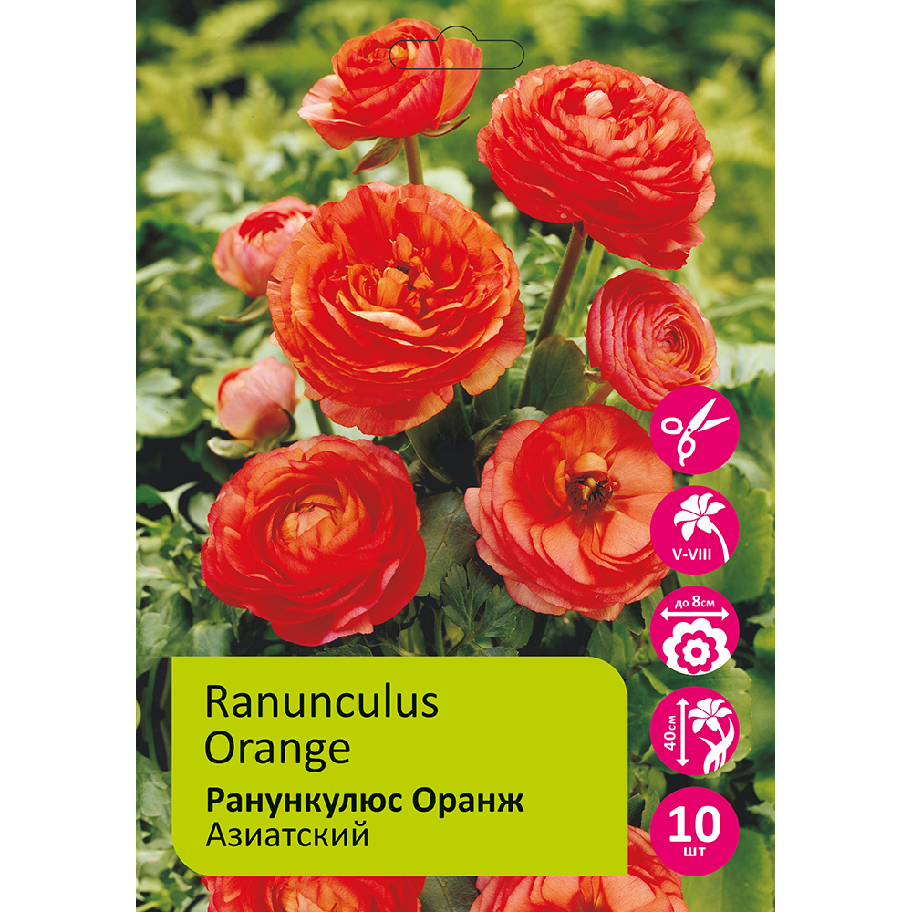Ранункулюс азиатский Оранж 10шт 5/6 /Ranunculus Orange