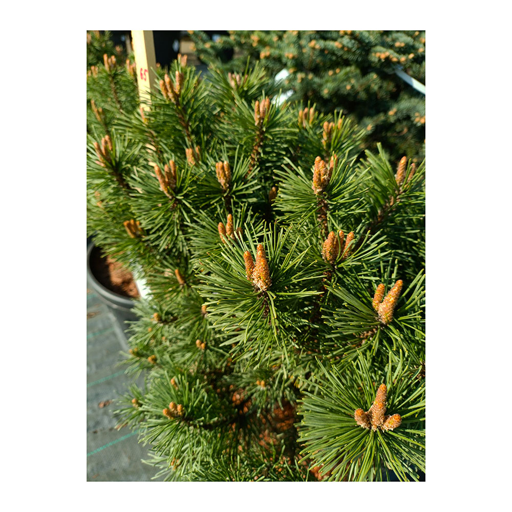 Сосна горная Гнездо С15 (40-60) 1шт/Pinus mugo Hnizdo
