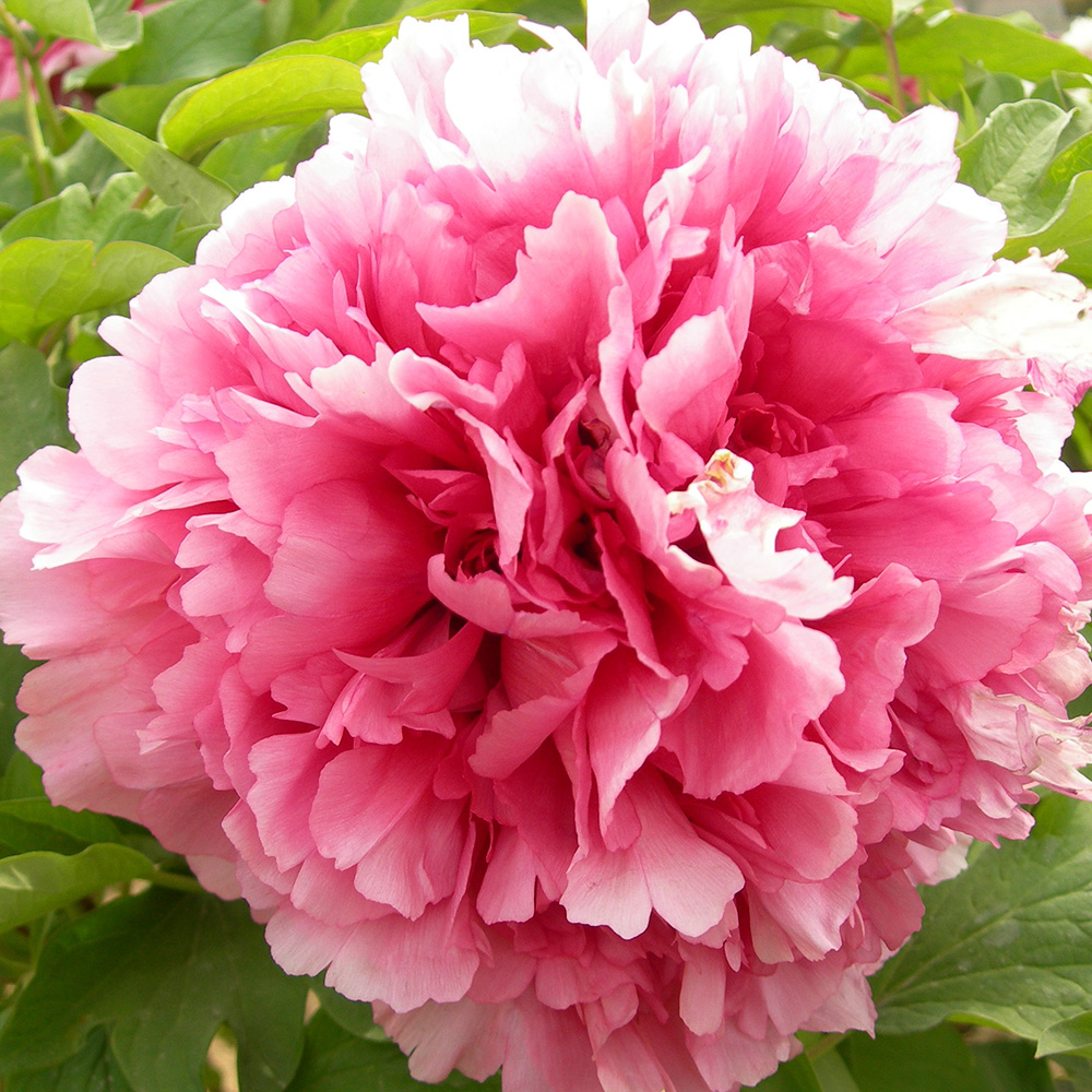 Пион древовидный Бессмертный персик 1шт/Paeonia Xian tao (Immortal peach)(Сянь Тао)