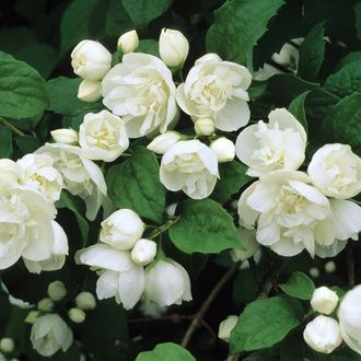 Чубушник Юстинка С3 1шт/Philadelphus Justynka