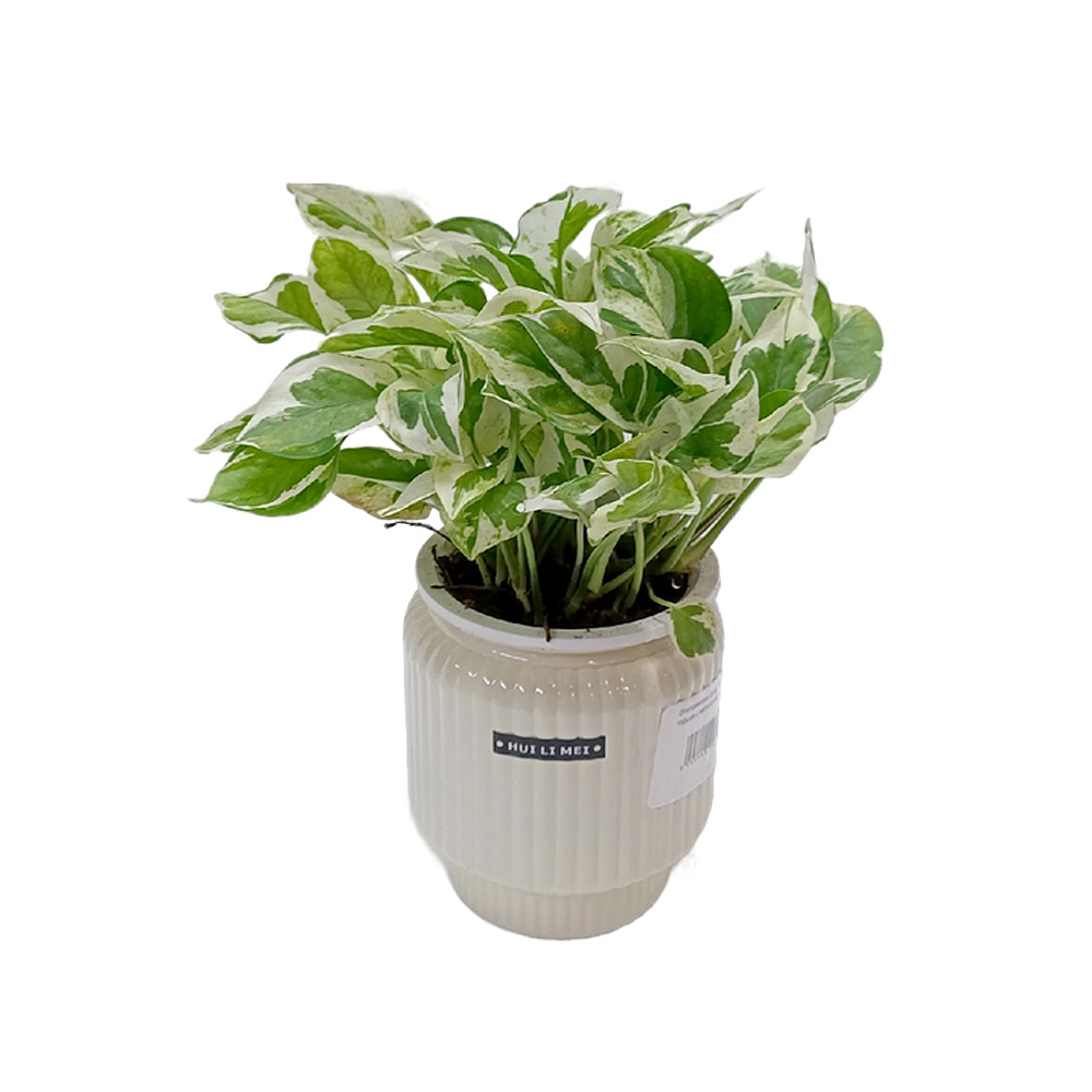 Эпипремнум Silver Pothos д.14 горшок с автополивом