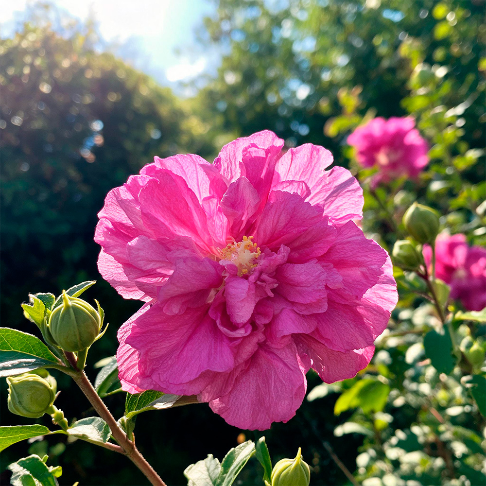 Гибискус сирийский Пурпл Раффлс С5 1шт /Hibiscus syriacus Purple Ruffles