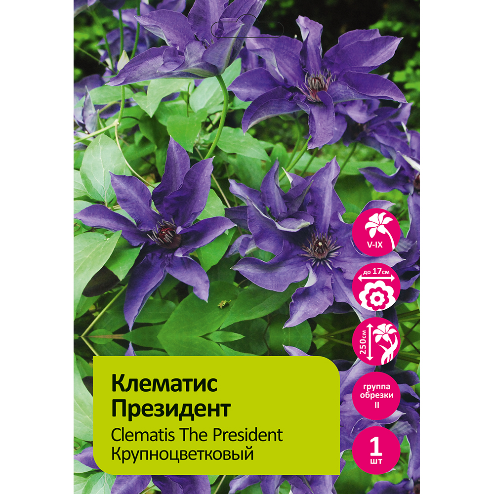Клематис Президент 1шт гр.обрезки 2 /Clematis The President