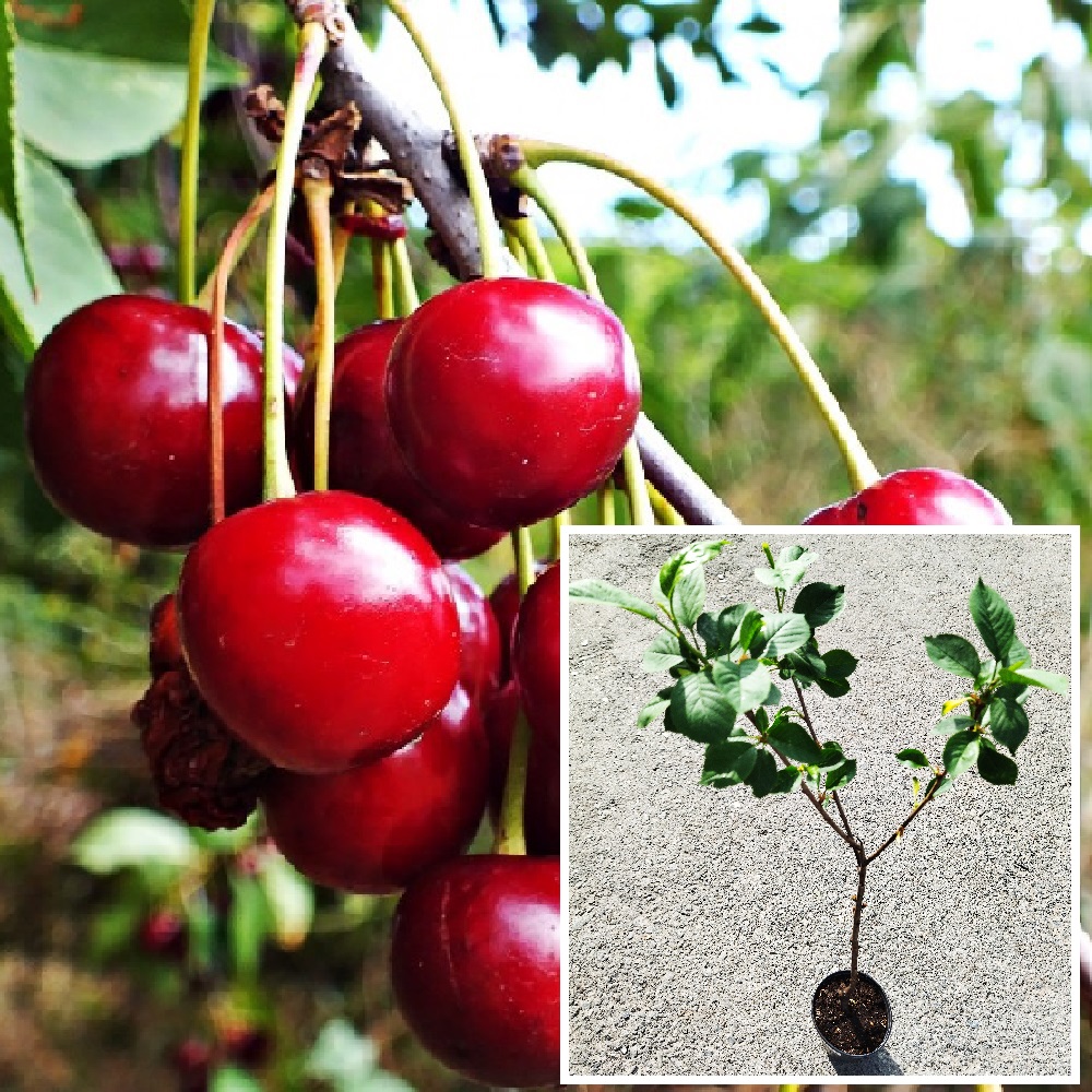 Вишня Маяк в горшке 2л/1шт.