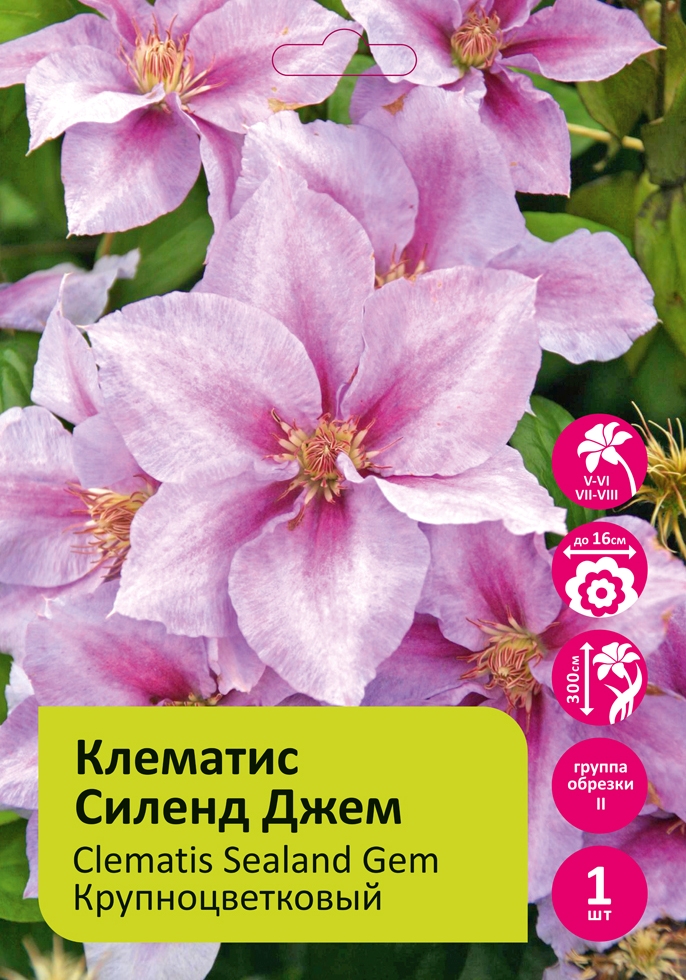 Клематис Силенд Джем 1шт