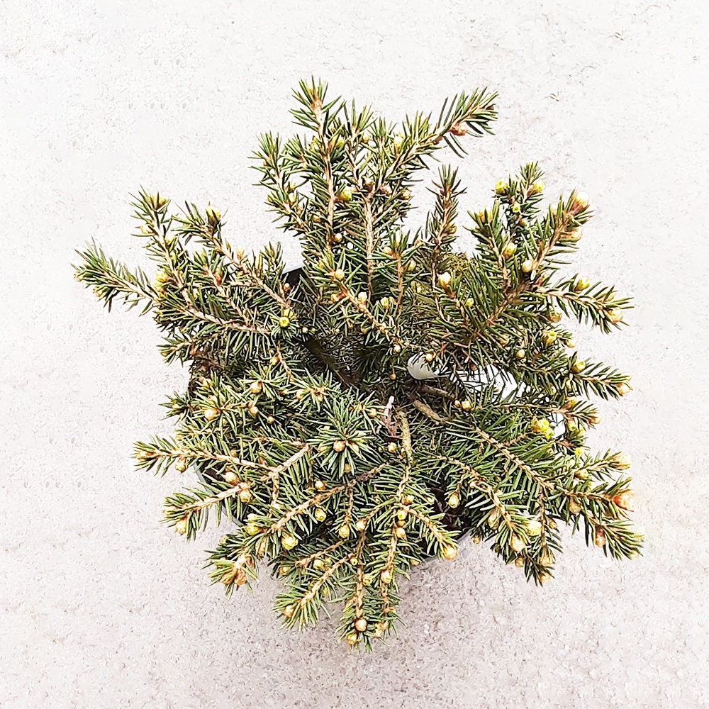 Ель обыкновенная Нидиформис С5 1шт/Picea abies Nidiformis