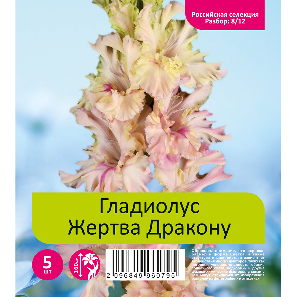 Гладиолус Жертва Дракону 5шт  (разбор 8/12)