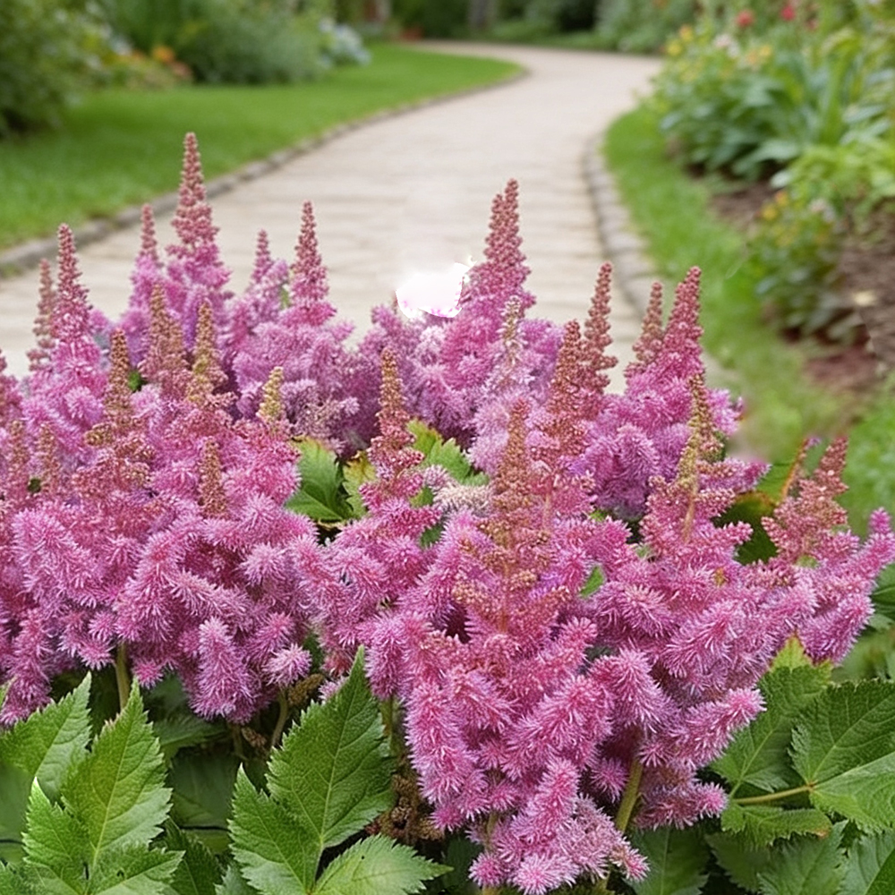 Астильба китайская Пумила Р9 1шт/Astilbe chinensis Pumila 