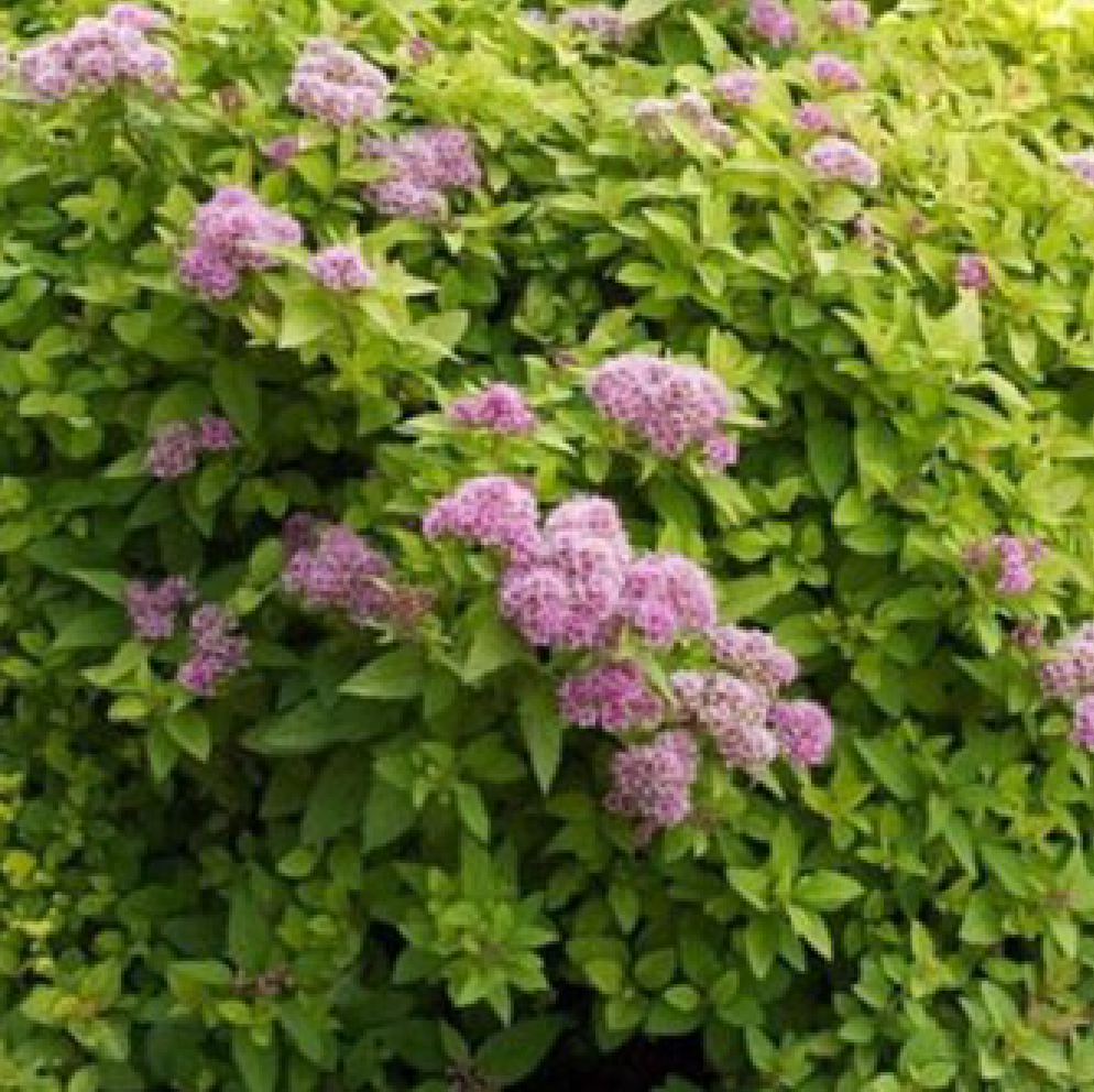 Спирея японская Сандроп С2  1шт