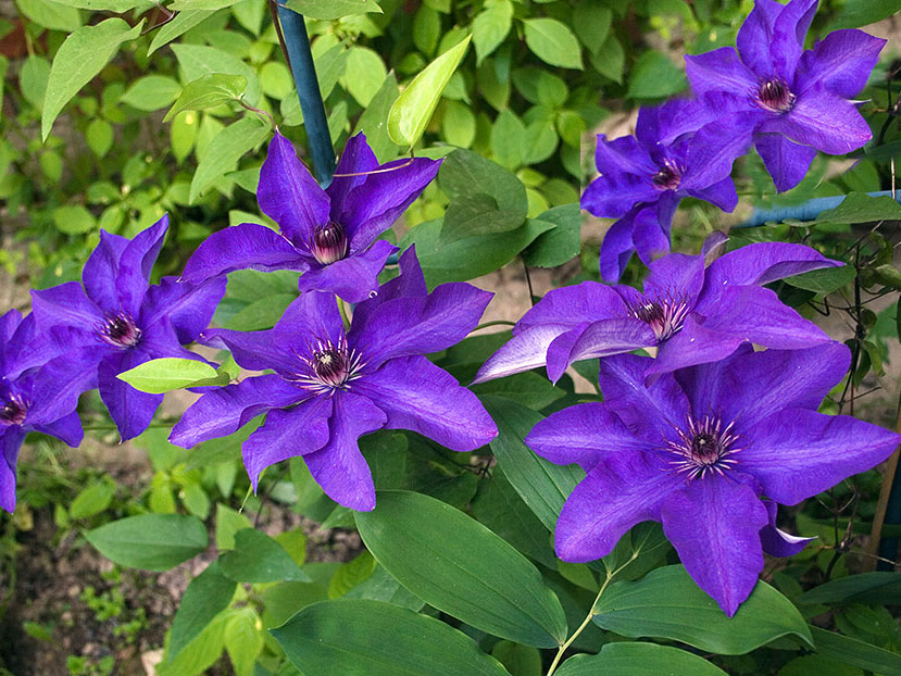 Клематис Президент 1шт гр.обрезки 2 /Clematis The President