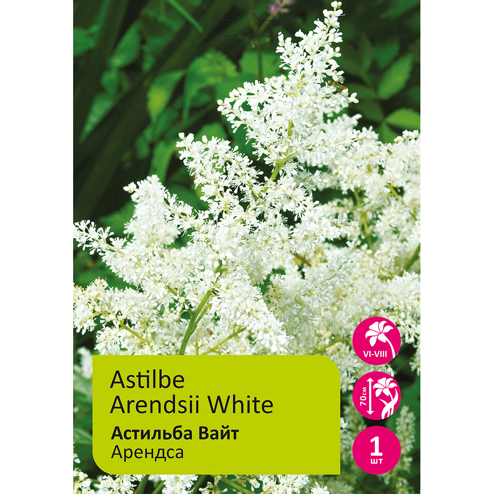 Астильба Вайт 1шт 2/3/Astilbe Arendsii White(арендса)