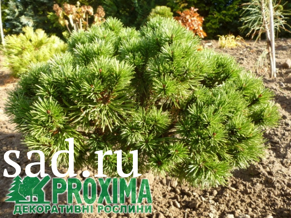 Сосна горная Литомисл С5 1шт /Pinus mugo Litomyśl
