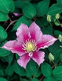 Клематис Пиилу 1шт гр.обрезки 2 /Clematis Piilu