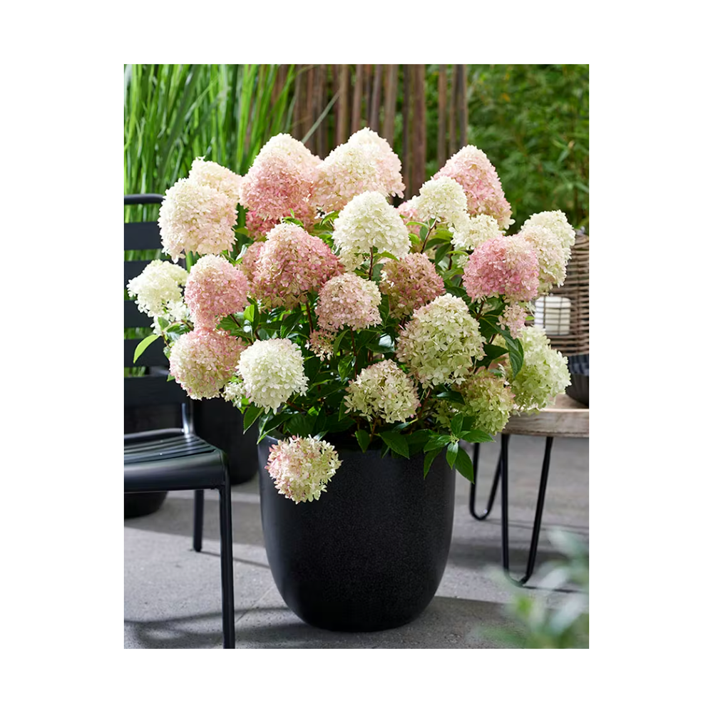 Гортензия метельчатая Диамантино С9.5 1шт/Hydrangea paniculata DIAMANTINO