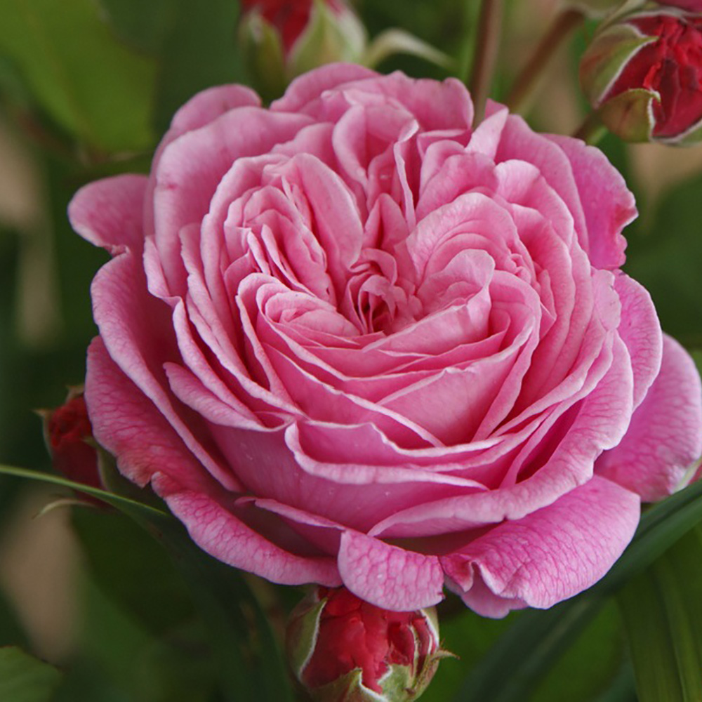 Роза Кордес Розенграфин Мария Генриетта флорибунда 1шт