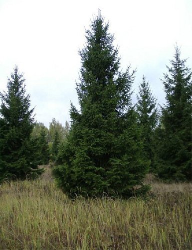 Ель сербская  С30 140-160 1шт /Picea omorika 