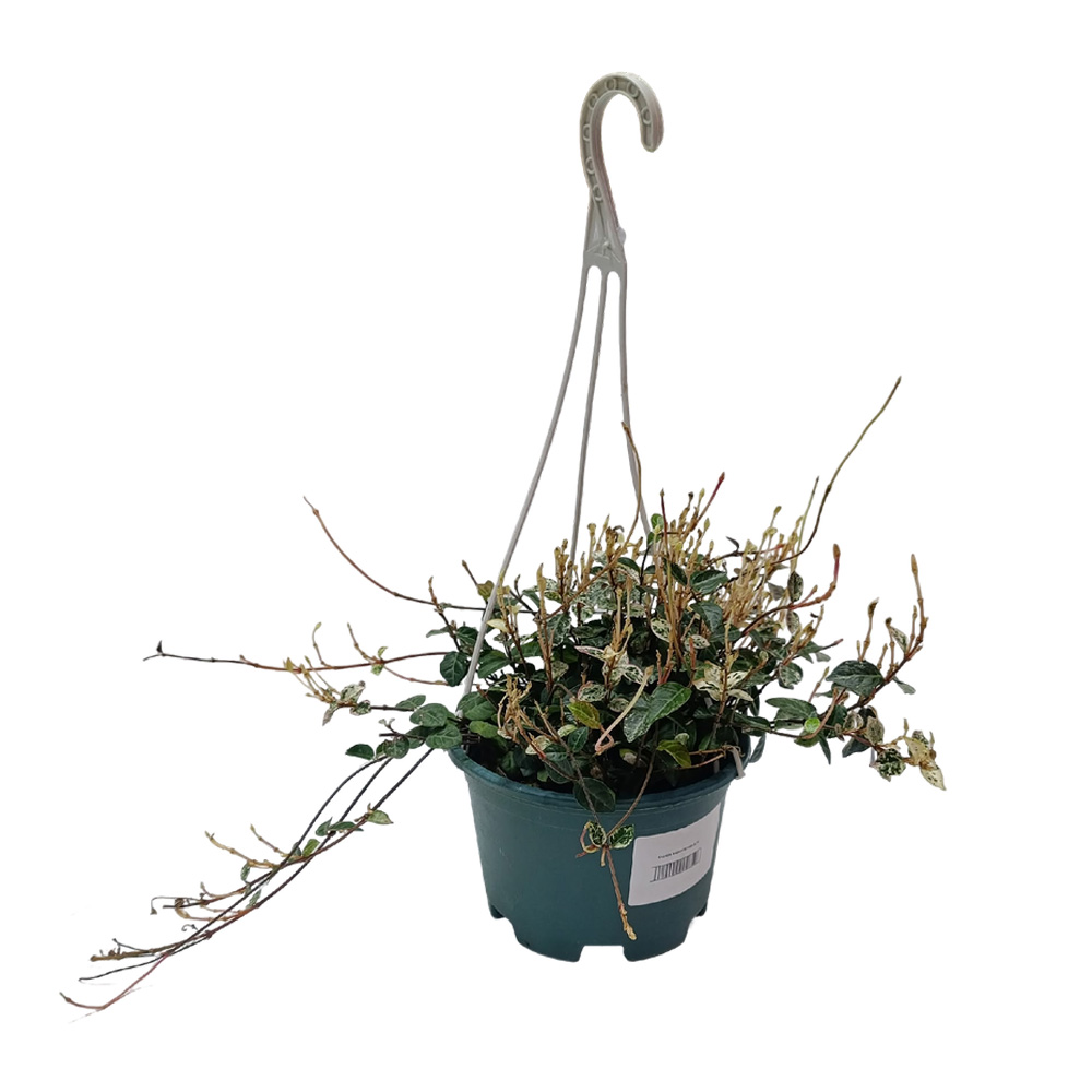 Хедера вариегатная д.15 подвесное кашпо