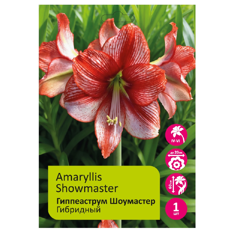 Гиппеаструм/Амариллис Шоумастер 1шт 24/26 /Amaryllis Showmaster