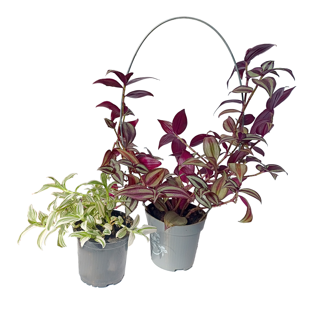 Традесканция в ассортименте d10