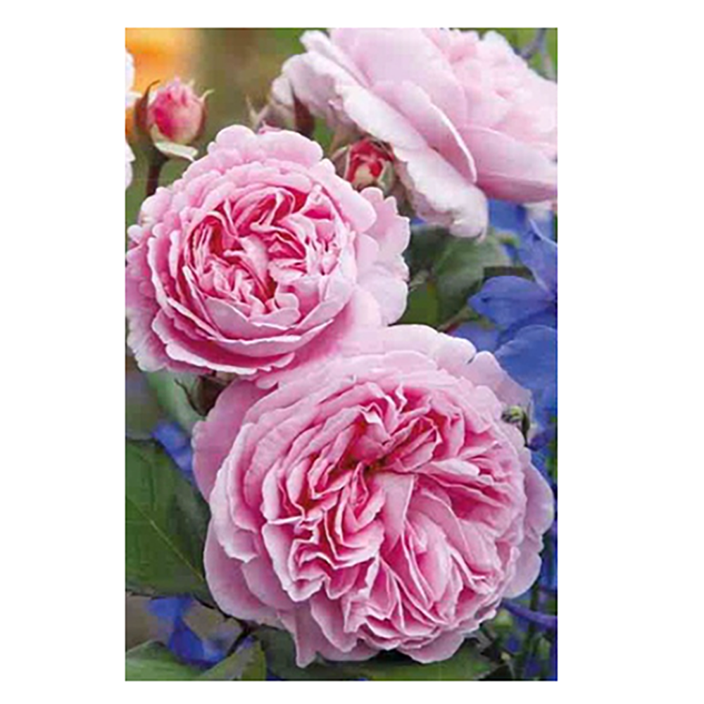 Роза Кордес Розенграфин Мария Генриетта флорибунда 1шт