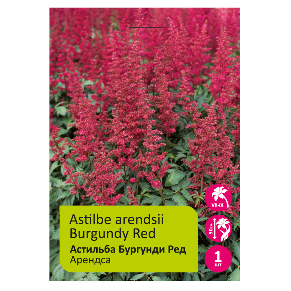 Астильба Бургунди Ред 1шт 2/3 /Astilbe Arendsii Burgundy Red