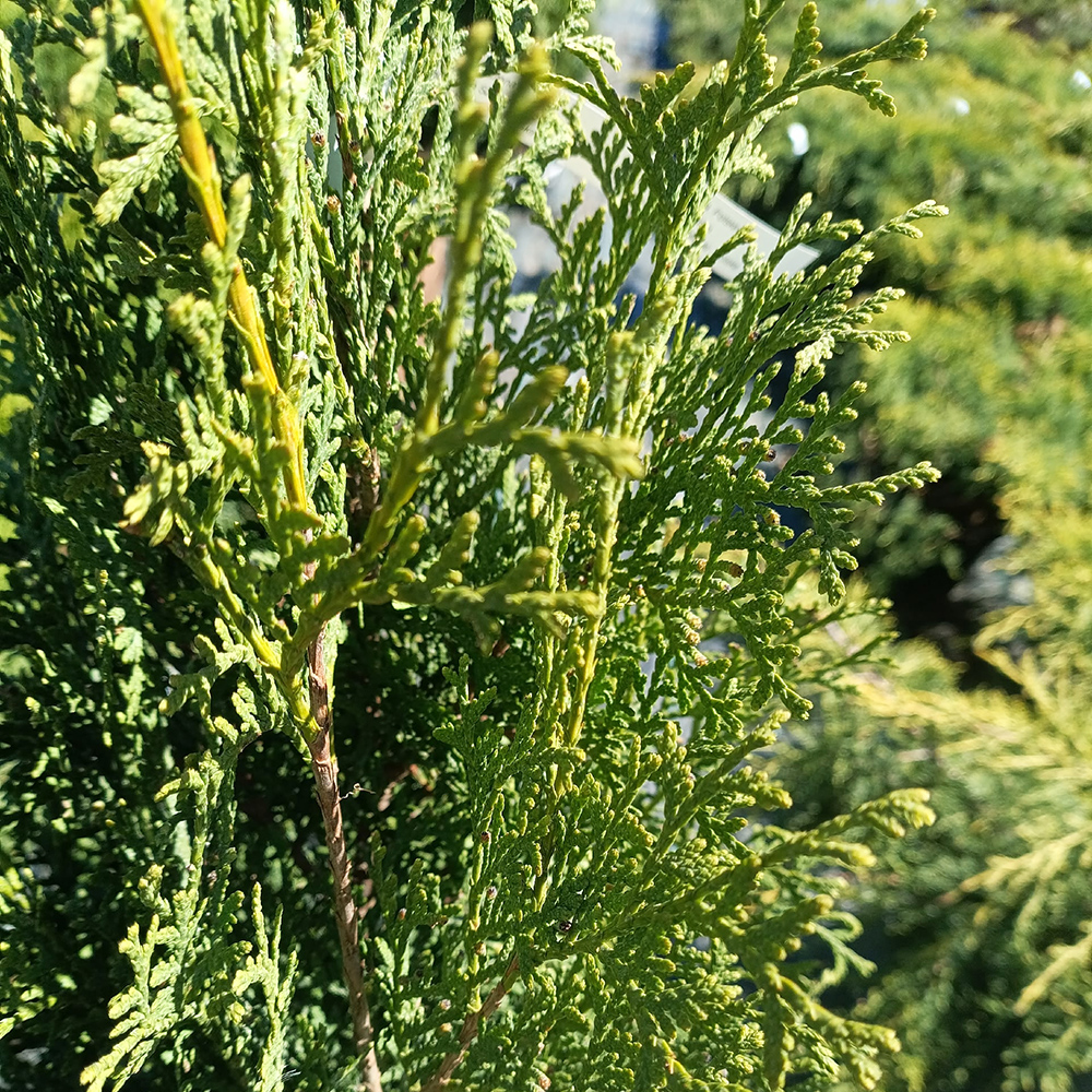 Туя западная Колумна С2-3 1шт/Thuja occidentalis Columna