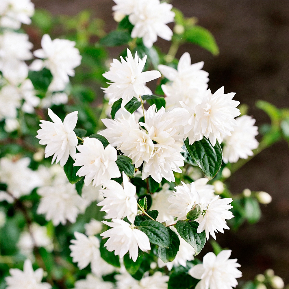 Чубушник Перлс оф Парфюм С5 1шт / Philadelphus Pearls of Perfume