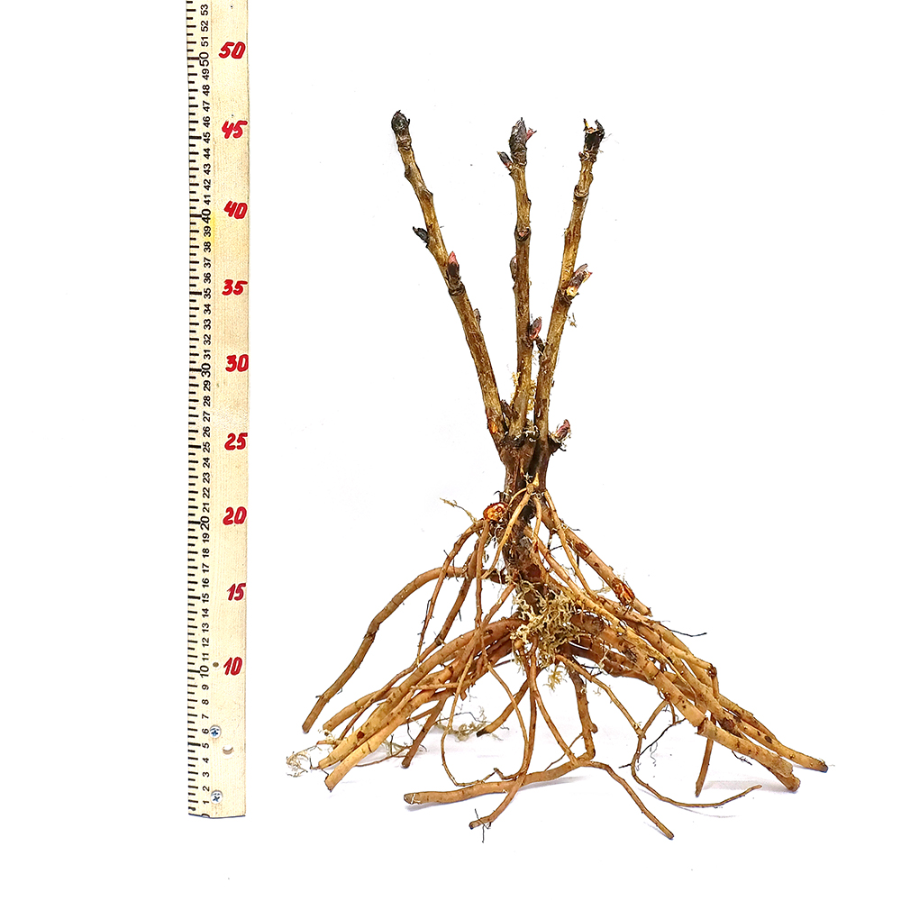 Пион древовидный Восточный пудровый 1шт/Paeonia Jing Fen Dong (Цзин Фэнь Дон)