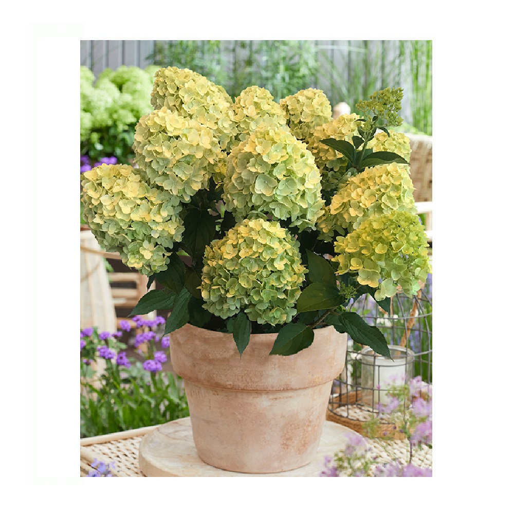 Гортензия метельчатая Лемон Лайт 1шт (серия Патио)