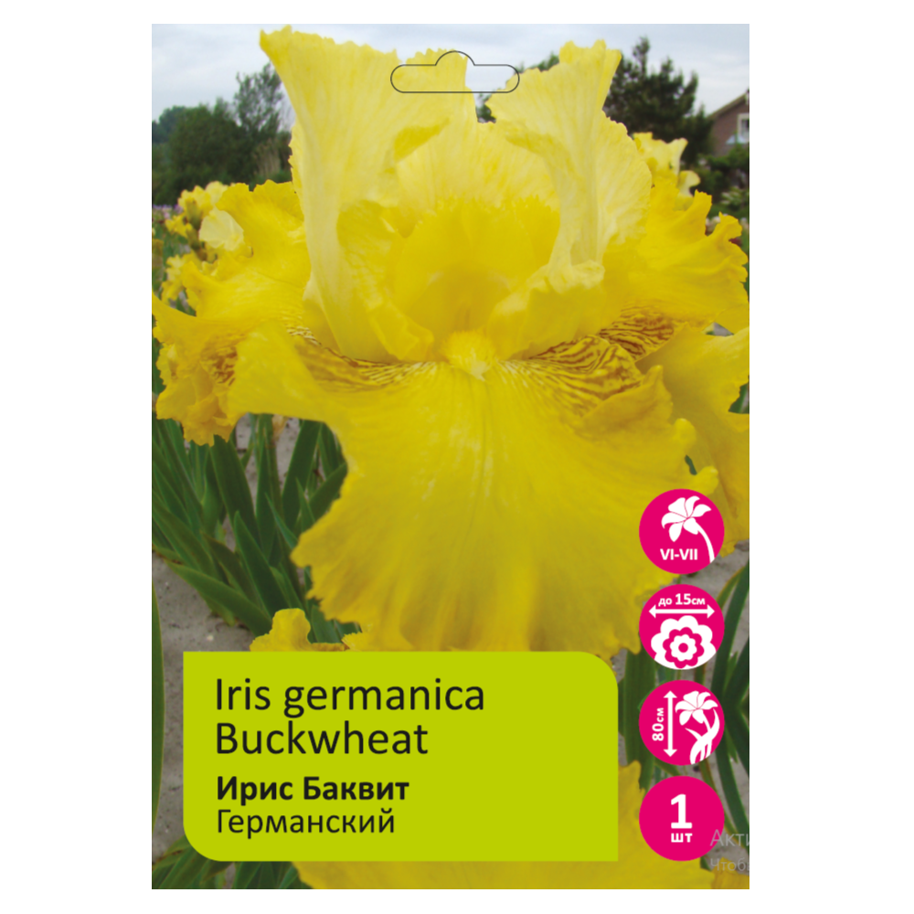 Ирис Баквит 1шт германский /Iris Germanica Buckwheat