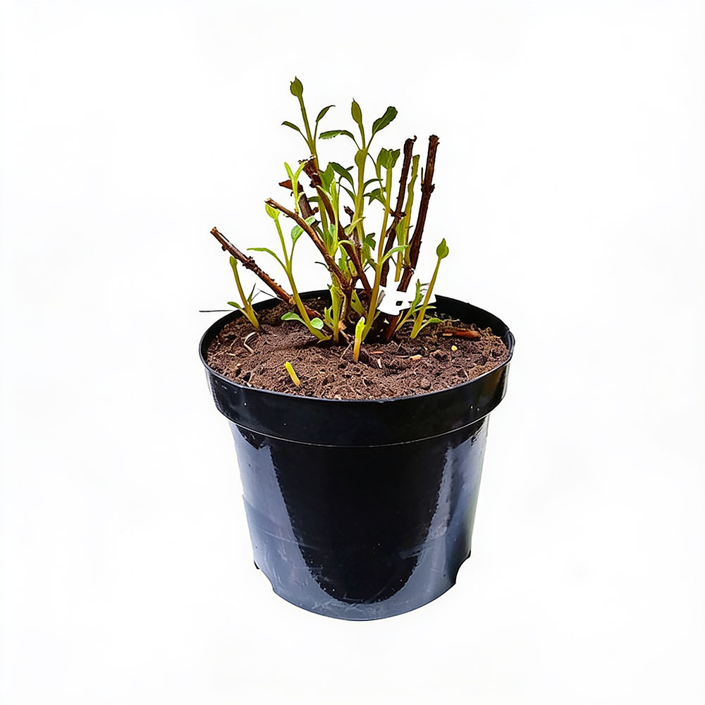 Гортензия древовидная Кандибель Маршмеллоу С5 1шт/Hydrangea arborescens Candybel  Marshmall