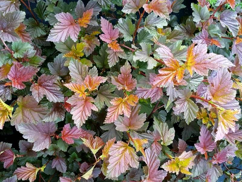 Пузыреплодник калинолистный Ждеховице С3 1шт/Physocarpus opulifolius Zdechovice