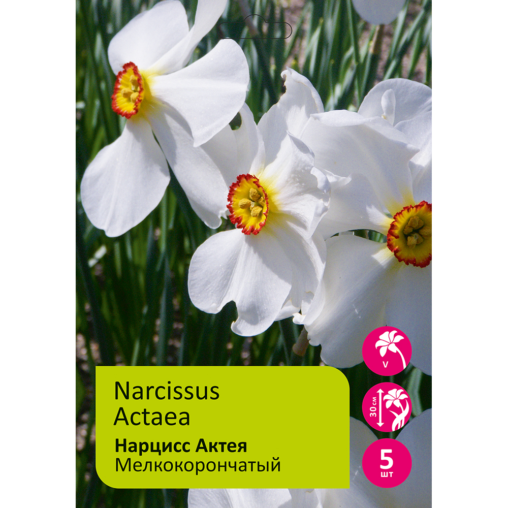 Нарциссы Актея мелкокорончатый 5шт 12/14 / Narcissus Actaea