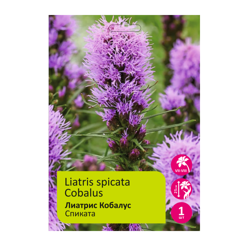 Лиатрис Спиката Кобалус 1шт /Liatris Cobalus