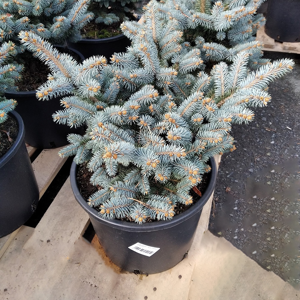 Ель колючая Глаука Глобоса в горшке 15л (высота 30-50см) 1шт/ Picea pungens Gauca Globosa