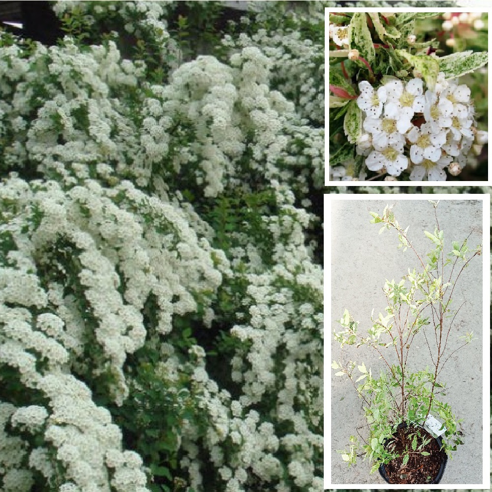 Спирея Вангутта Пинк Айс Кэтпэн С3 H30-40 1шт/Spiraea vanhouttei PINK ICE Catpan