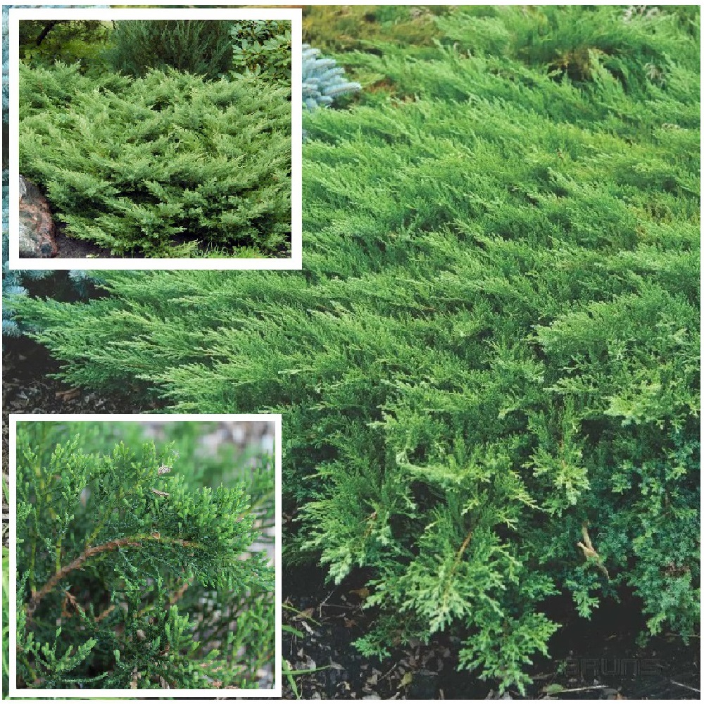 Можжевельник казацкий Рокери Джем С2 1шт/Juniperus sabina Rockery Gem