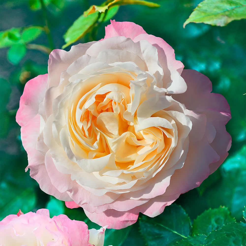 Роза Андре Брише флорибунда 1шт /12