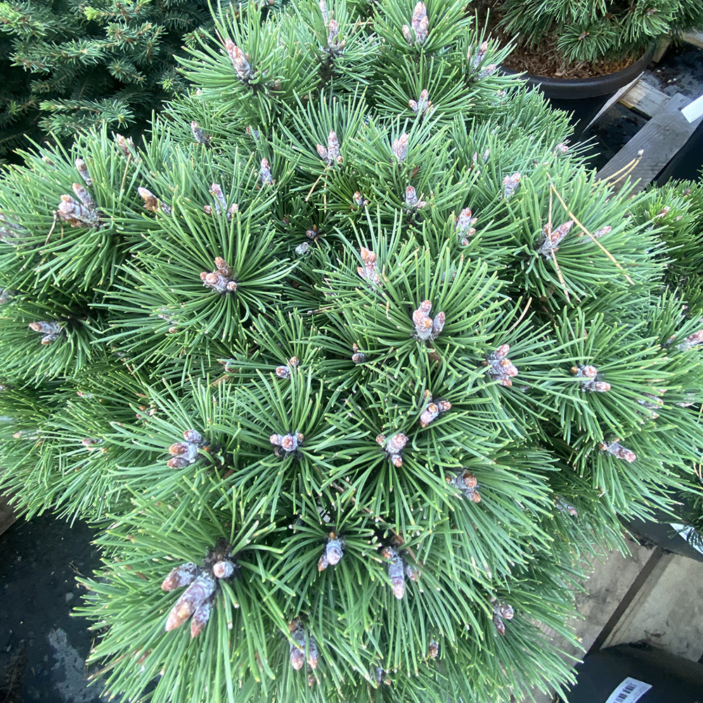 Сосна горная Хейдеперл С15 (высота 30-40см) 1шт/Pinus mugo Heideperle