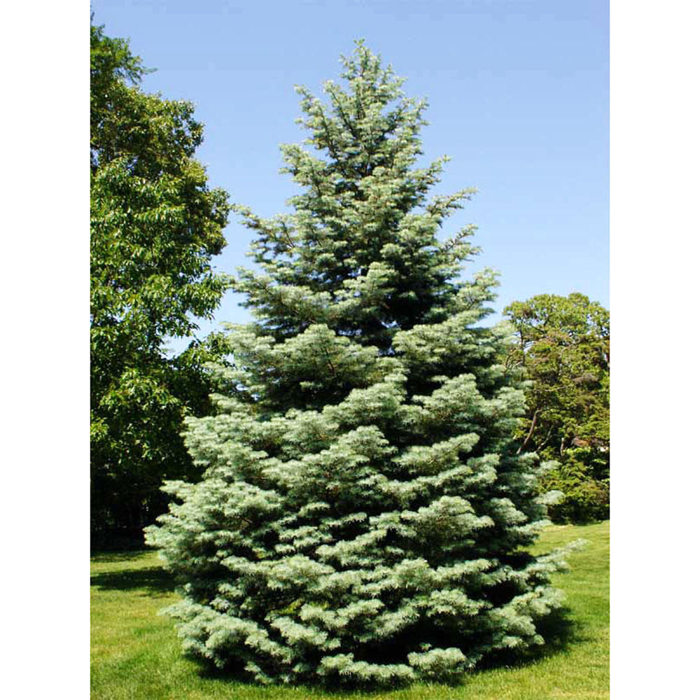 Пихта одноцветная С30 h 140-160см 1шт / Abies concolor 
