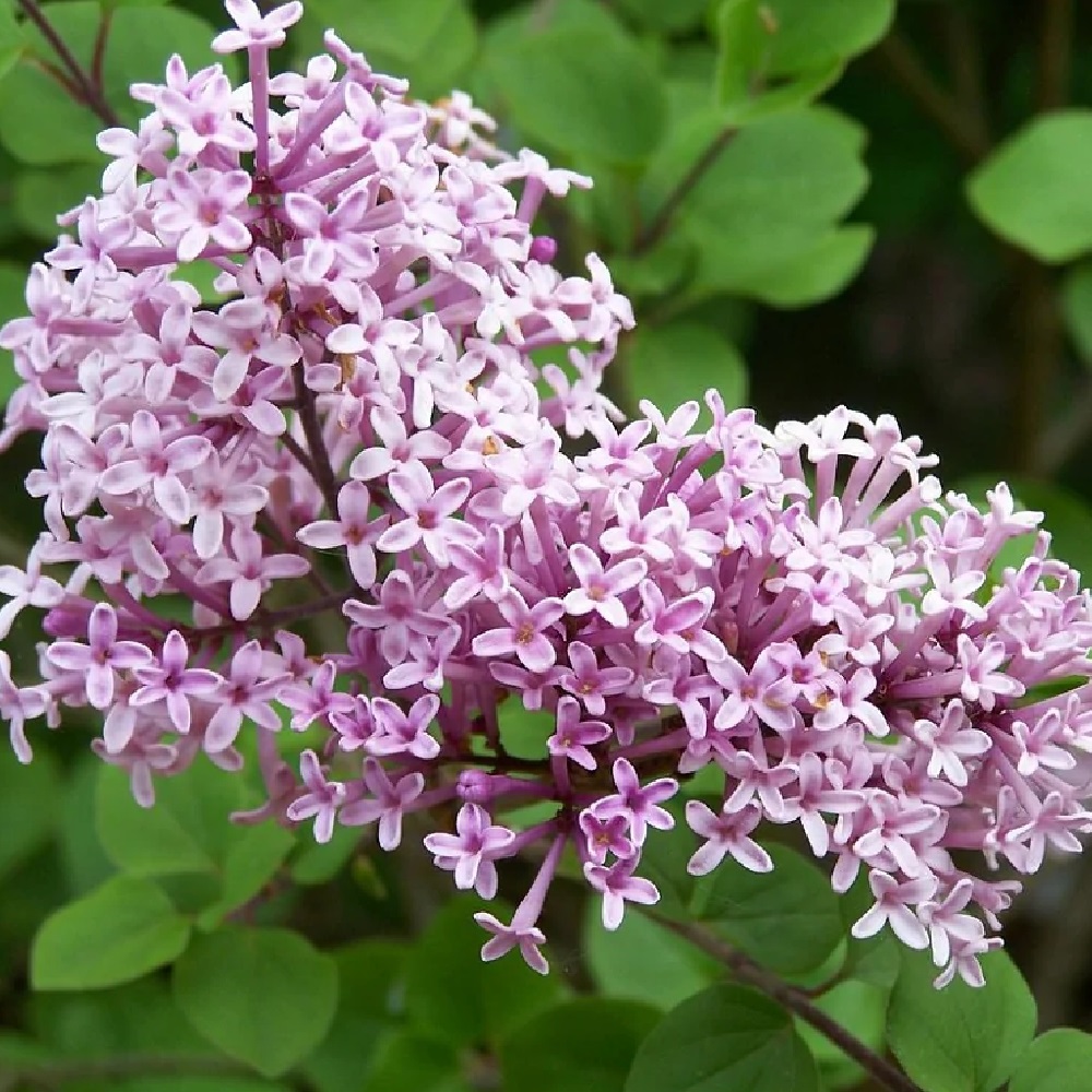Сирень Мейера Палибин С3 25-35 1шт (для Патио)/Syringa meyeri Palibin