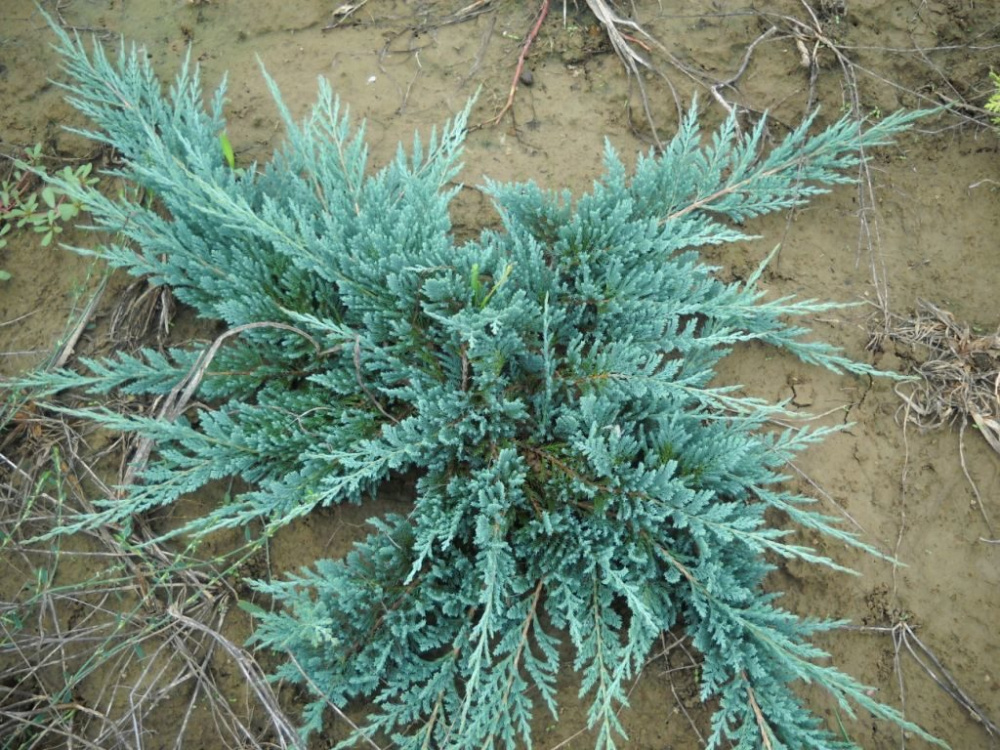 Можжевельник горизонтальный Айс Блу С5 1шт /Juniperus horizontalis Icee Blue 