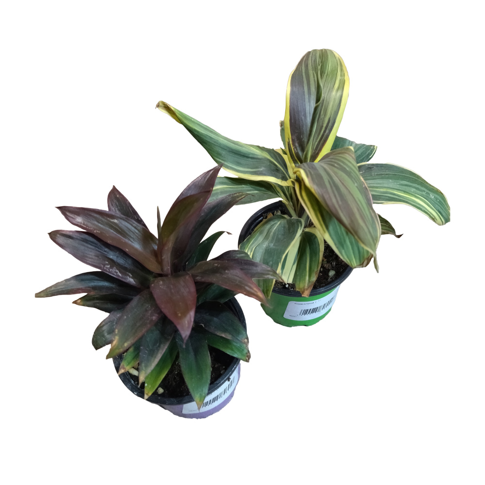 Кордилина в горшке 11см, в ассортименте/ 1шт