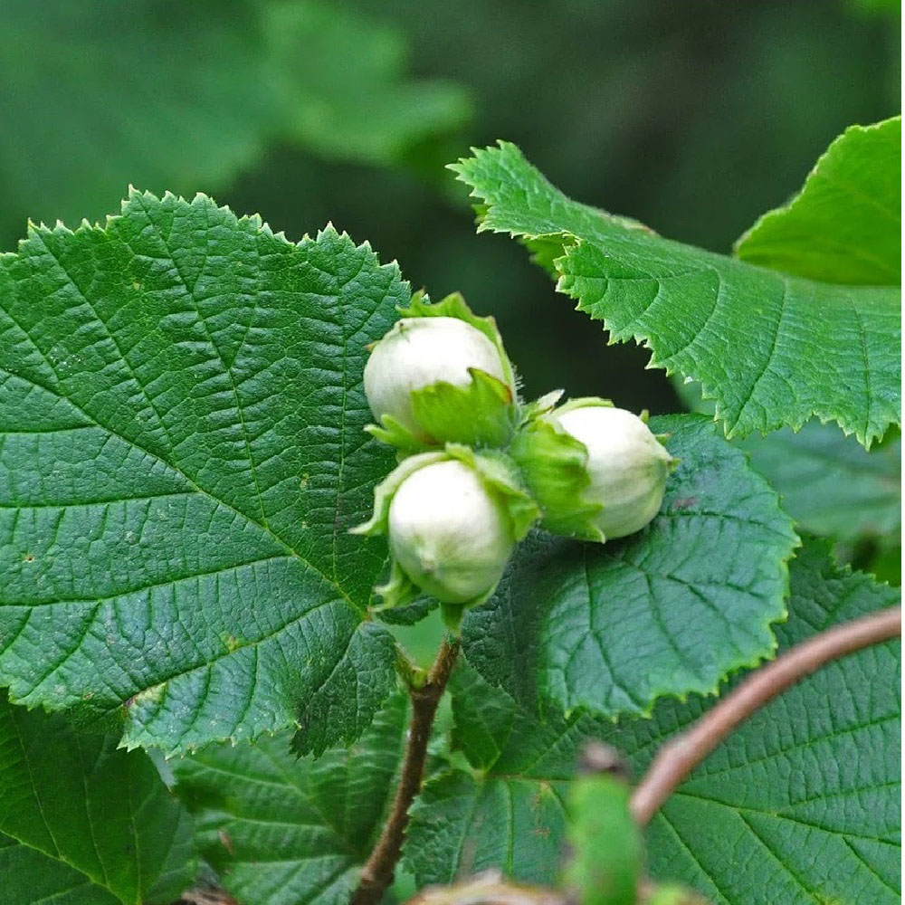 Лещина обыкновенная Олбзуми зе Халле С5 1шт / Corylus avellana Olbrzymi z Halle
