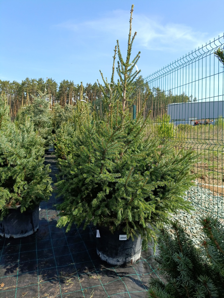 Ель сербская  С46 160-180 1шт/Picea omorika 