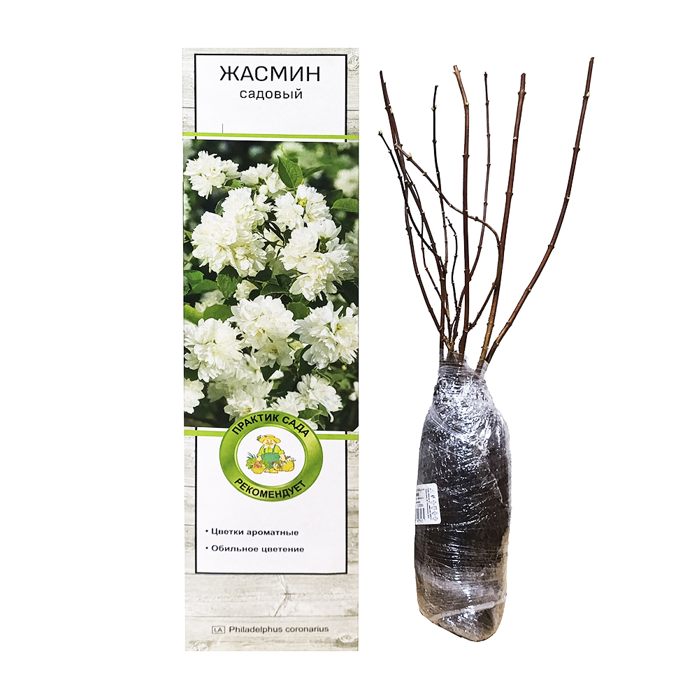 Жасмин/чубушник Снежки 1шт 