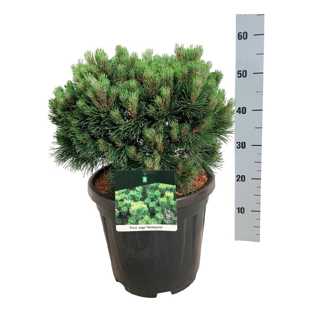 Сосна горная Хейдеперл С15 (высота 30-40см) 1шт/Pinus mugo Heideperle