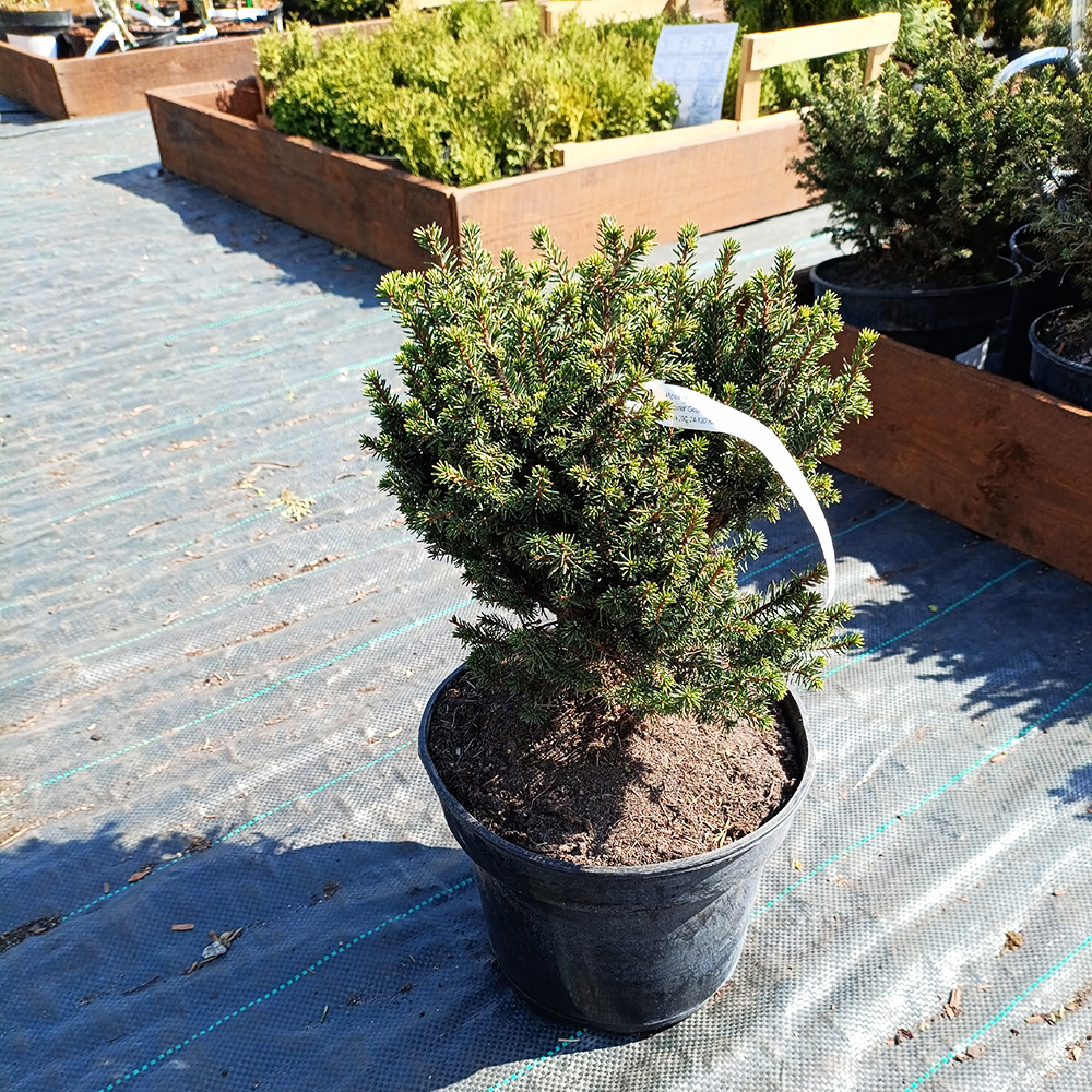 Ель сербская Карель С5 1шт /Picea omorika Karel